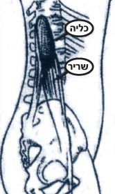 כליות