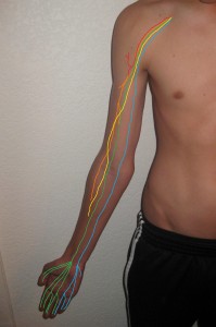 Brachial_plexus_anterior_view_nerves