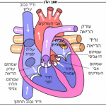 Diagram_of_the_human_heart_he