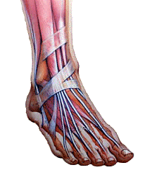 foot_anatomy2