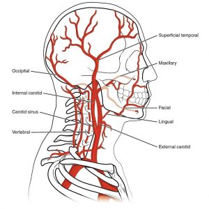 תיאור צינוריות דם והסבר באזור הראש והצוואר